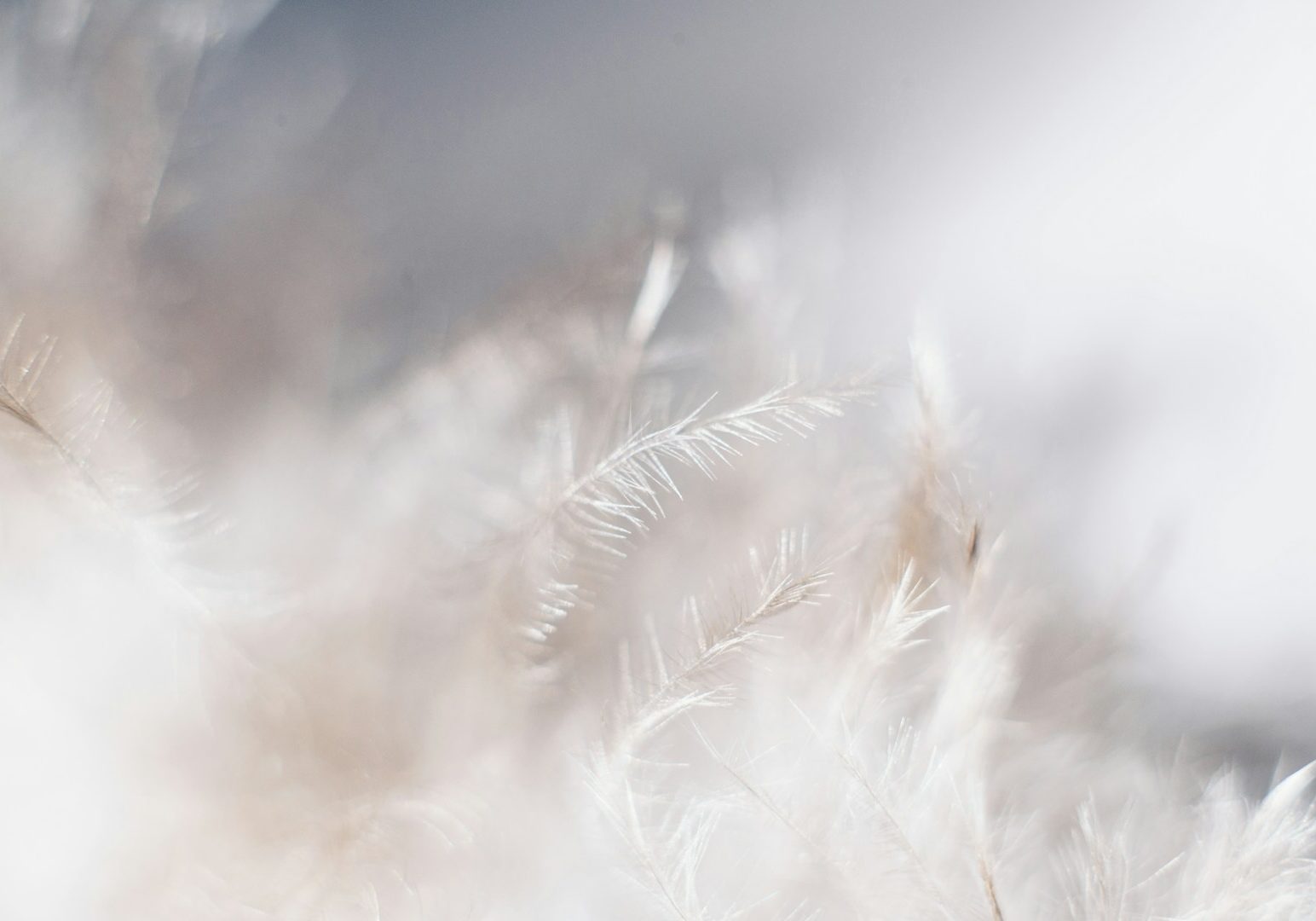 closeup photo of white leaves